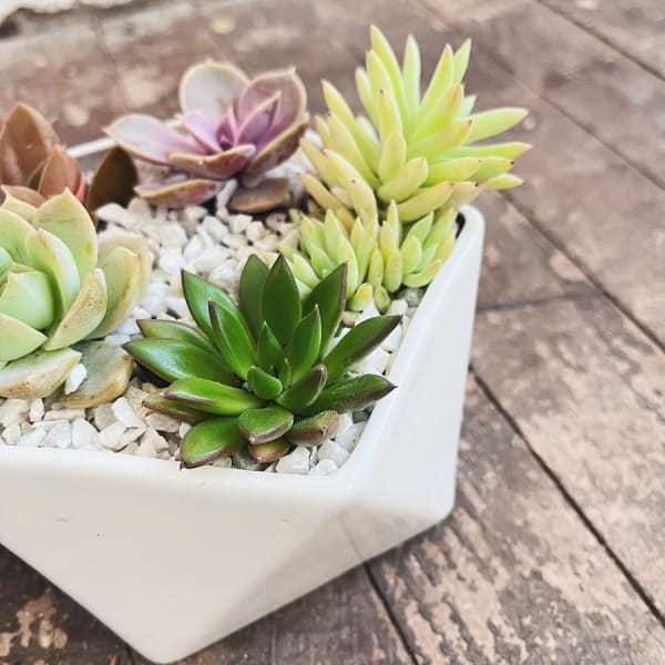 Mini jardín Penta - Imagen 2